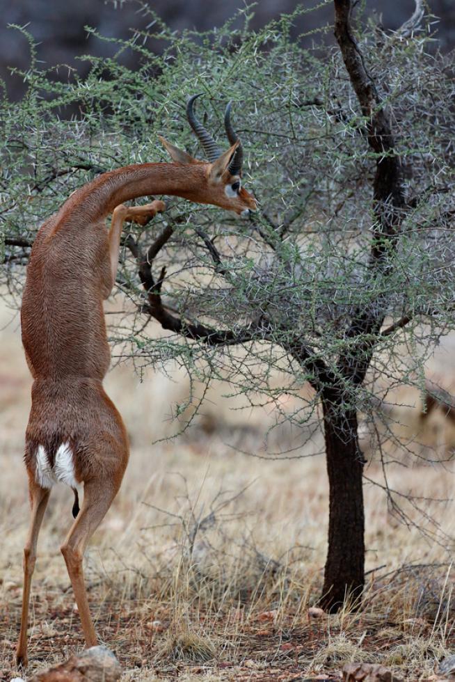 Gerenuk (Litocranius walleri)